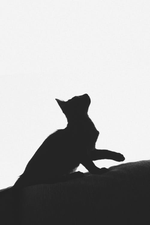黑白猫印花纺织品 · 免费素材图片