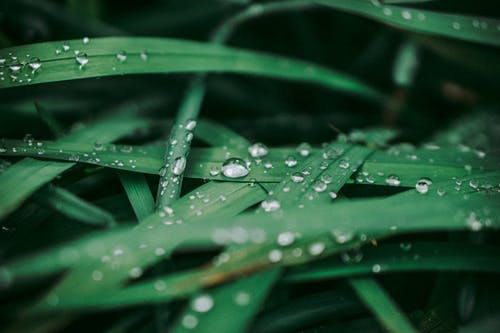 露珠在叶子上的特写照片 · 免费素材图片