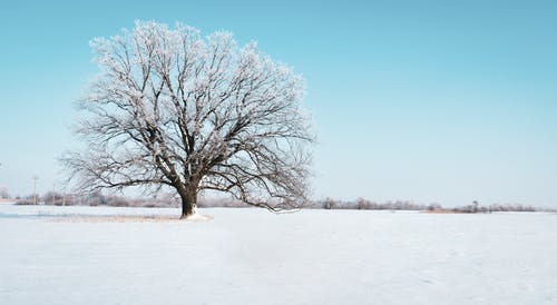 积雪覆盖的树的照片 · 免费素材图片