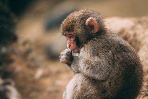 猴子的照片 · 免费素材图片