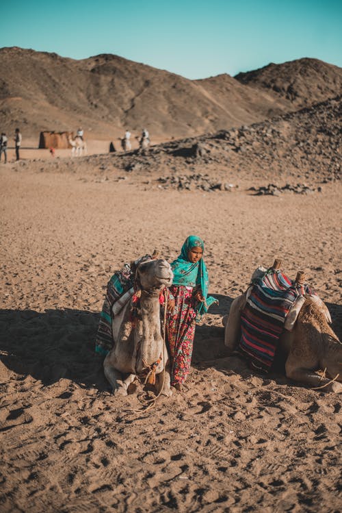 孩子旁边的骆驼 · 免费素材图片