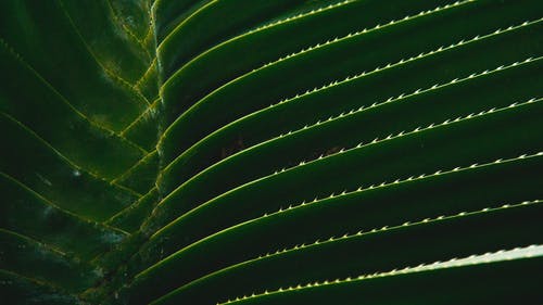 帘叶的宏观摄影 · 免费素材图片