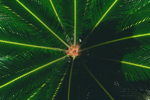 特写摄影中的绿色棕榈植物 · 免费素材图片