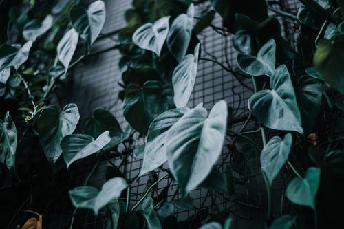 绿叶植物 · 免费素材图片