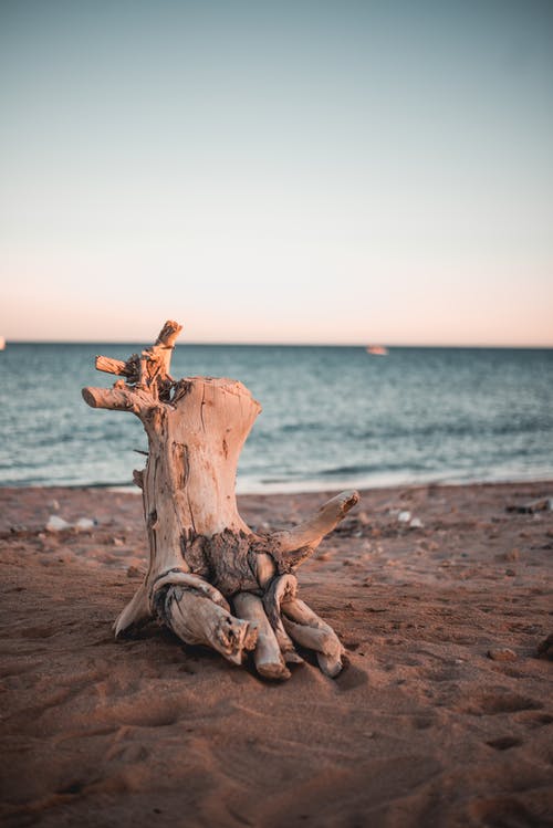 浮木在沙滩上的照片 · 免费素材图片