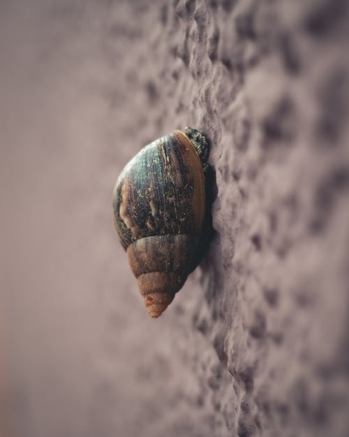 蜗牛在灰色的表面上的宏观摄影 · 免费素材图片
