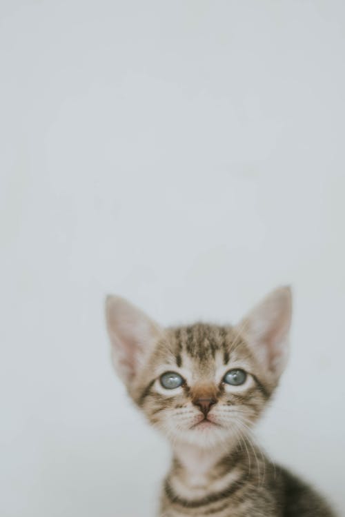 虎斑小猫的特写照片 · 免费素材图片