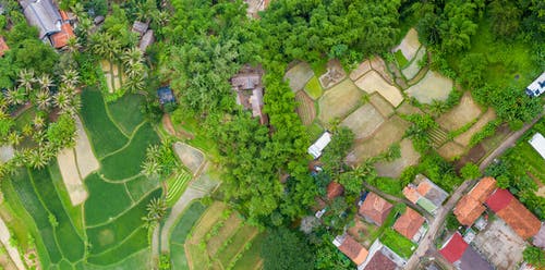 稻田与房子的鸟瞰图 · 免费素材图片