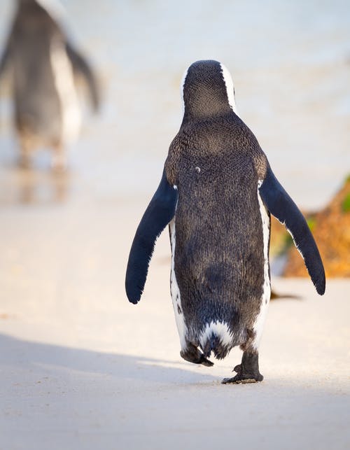 企鹅的照片 · 免费素材图片