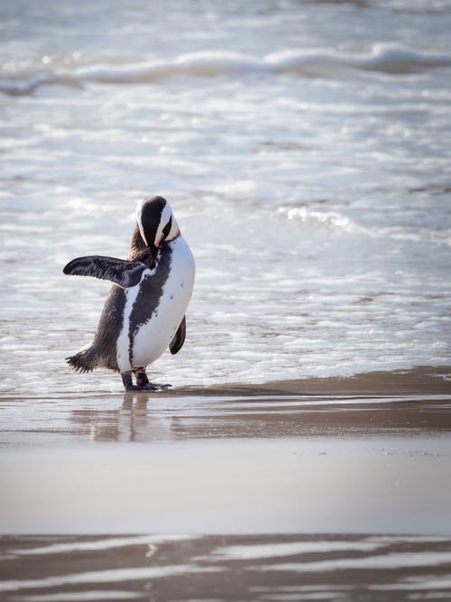 岸边的企鹅 · 免费素材图片