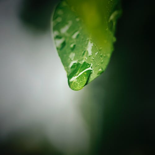 叶与水滴的微距摄影 · 免费素材图片