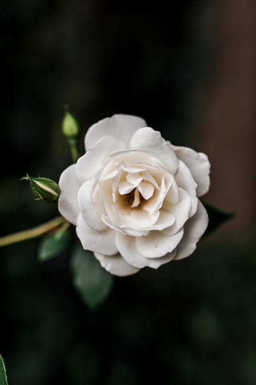 白色的花 · 免费素材图片