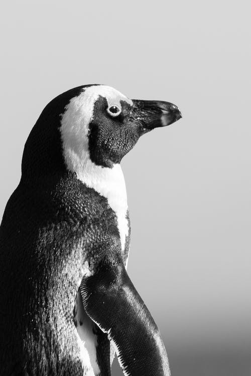 企鹅的黑白照片 · 免费素材图片