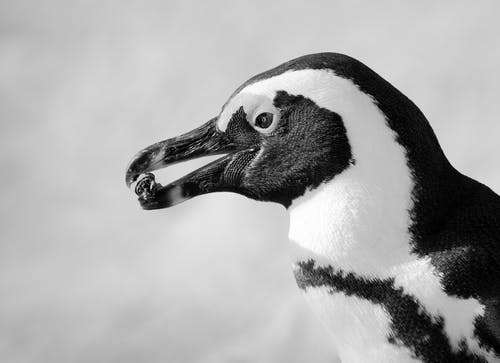 企鹅的黑白照片 · 免费素材图片