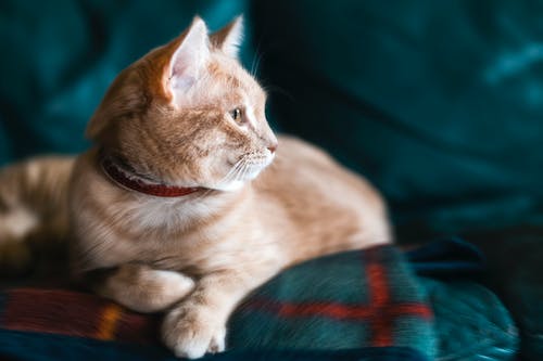 橙色虎斑猫与绿色沙发上的红领 · 免费素材图片