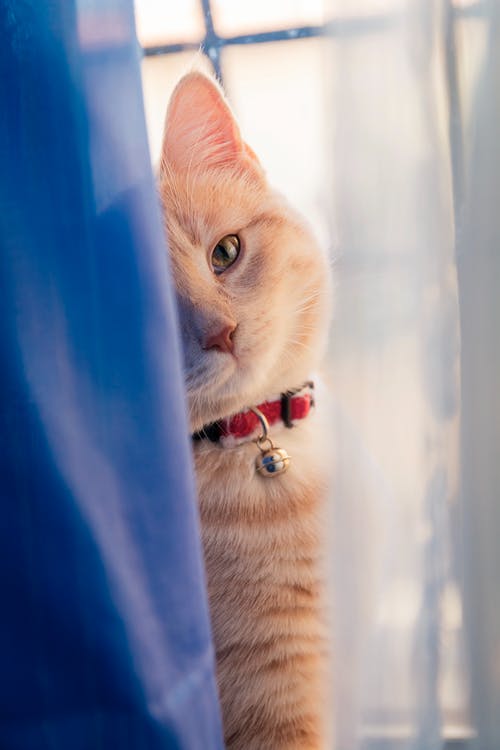 窗帘背面的橙色虎斑猫 · 免费素材图片