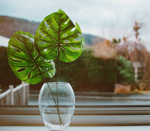 龟背竹植物的特写照片 · 免费素材图片