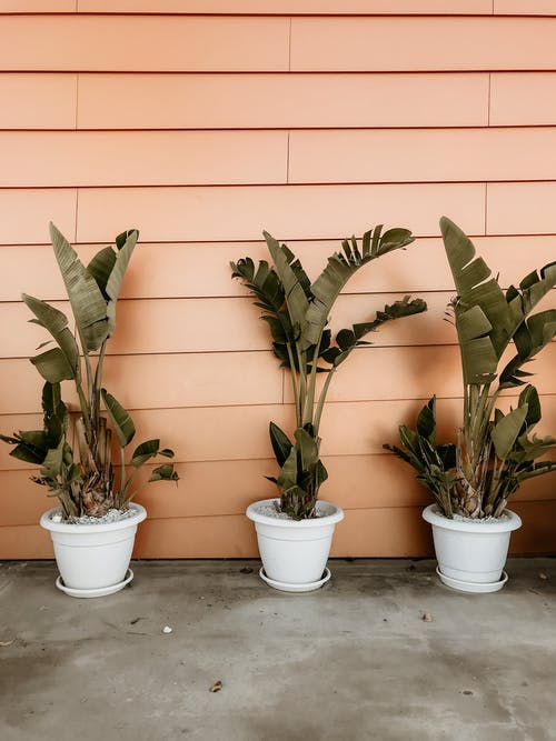 香蕉植物在橙色墙旁边的花盆里 · 免费素材图片