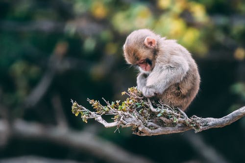 猴子在树枝上的特写照片 · 免费素材图片