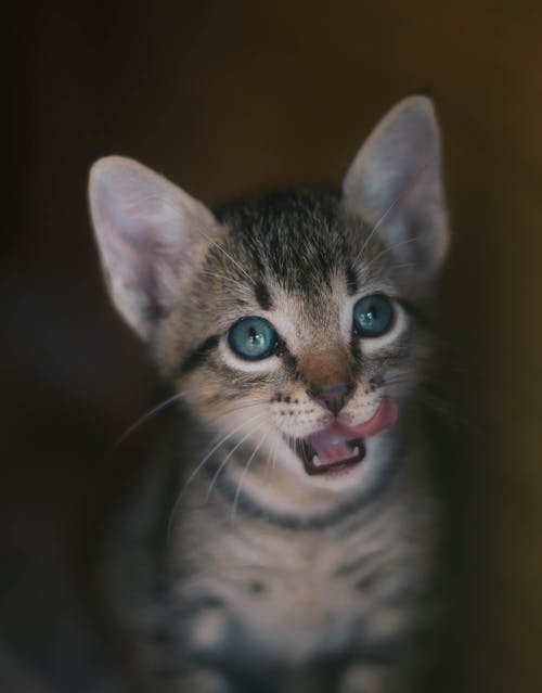 棕色的虎斑小猫 · 免费素材图片