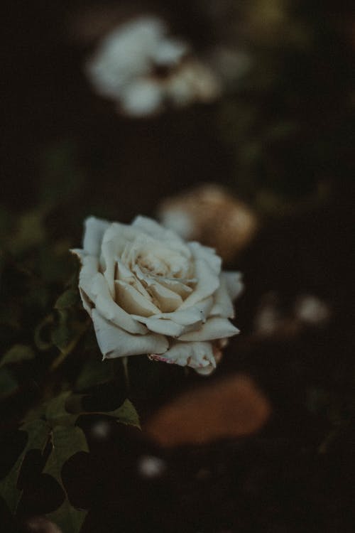白玫瑰 · 免费素材图片