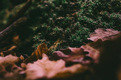 地面上的干树叶的选择性聚焦摄影 · 免费素材图片