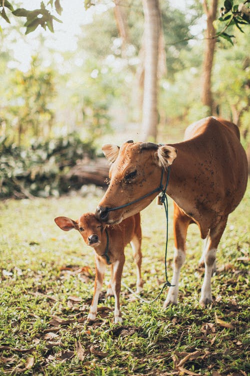 牛和小牛 · 免费素材图片