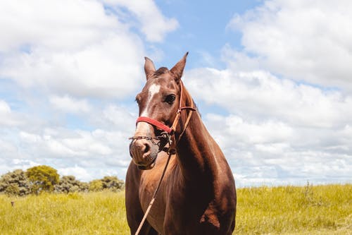 马与皮带在草地上 · 免费素材图片