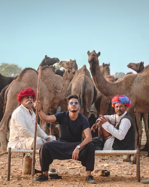 三名男子坐在后面的骆驼群 · 免费素材图片