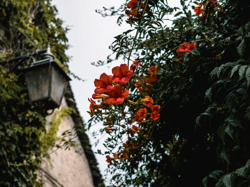 橙色花瓣花 · 免费素材图片