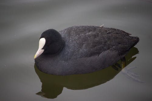 有关水, 黑鸟, 黑鸭的免费素材图片