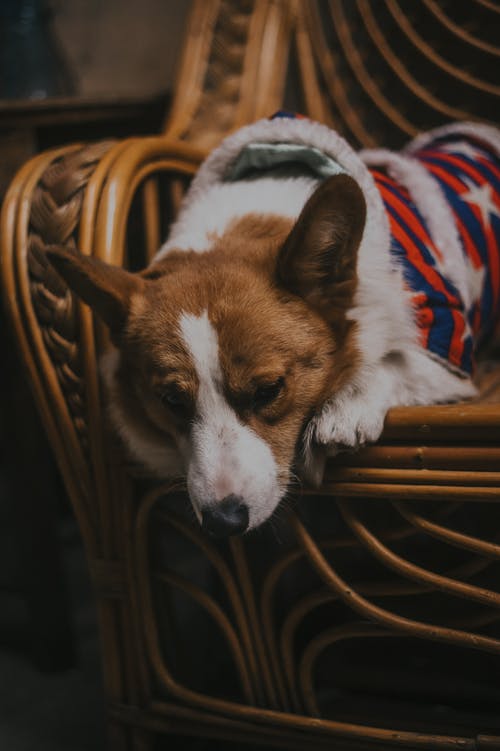 狗躺在椅子上的特写照片 · 免费素材图片