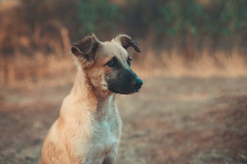 白色和黑色的短涂层的狗坐在棕色的原野上 · 免费素材图片