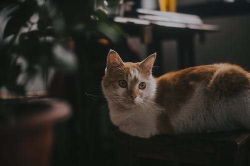 躺在椅子上的橙色虎斑小猫的选择性聚焦摄影 · 免费素材图片