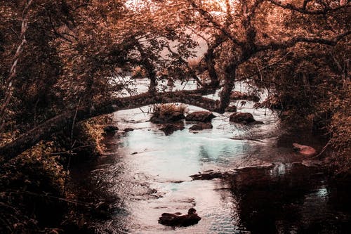 黄金时段附近水体附近的棕树 · 免费素材图片