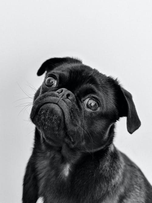 成人黑哈巴狗 · 免费素材图片