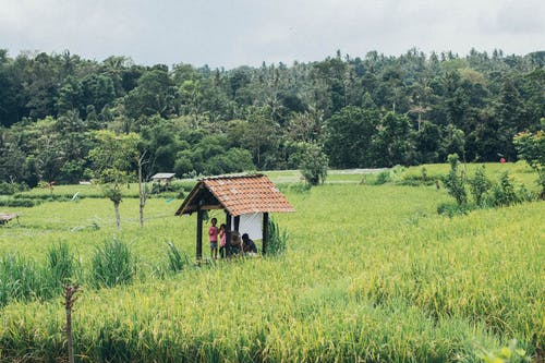 稻田中间棚下聚集的人们 · 免费素材图片