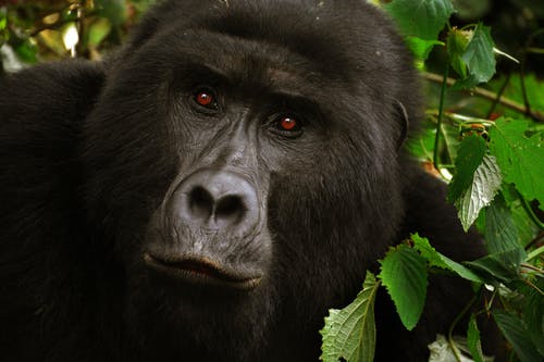黑大猩猩特写照片 · 免费素材图片