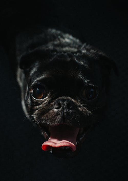 黑哈巴狗幼犬 · 免费素材图片
