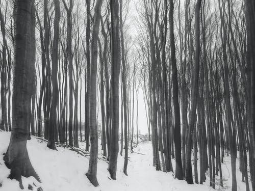 冬季裸树照片 · 免费素材图片