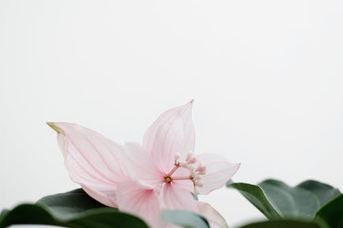 粉色花瓣花 · 免费素材图片