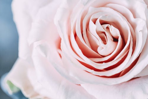 粉红玫瑰花 · 免费素材图片
