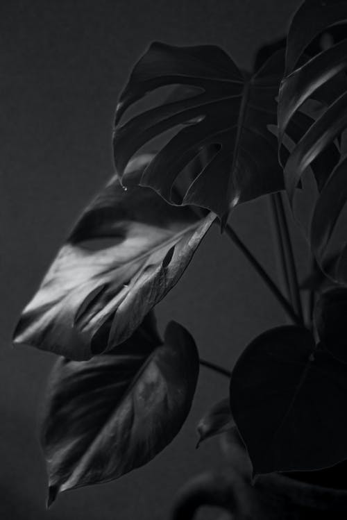 叶子的特写照片 · 免费素材图片