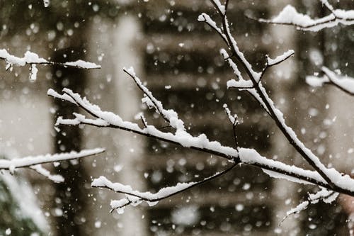 雪落在树枝上的特写照片 · 免费素材图片
