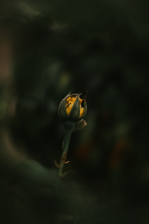 黄色花的特写照片 · 免费素材图片