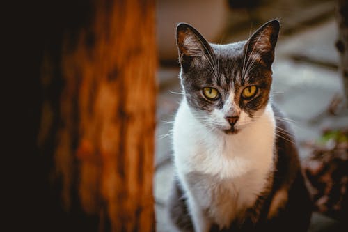 虎斑猫的特写照片 · 免费素材图片