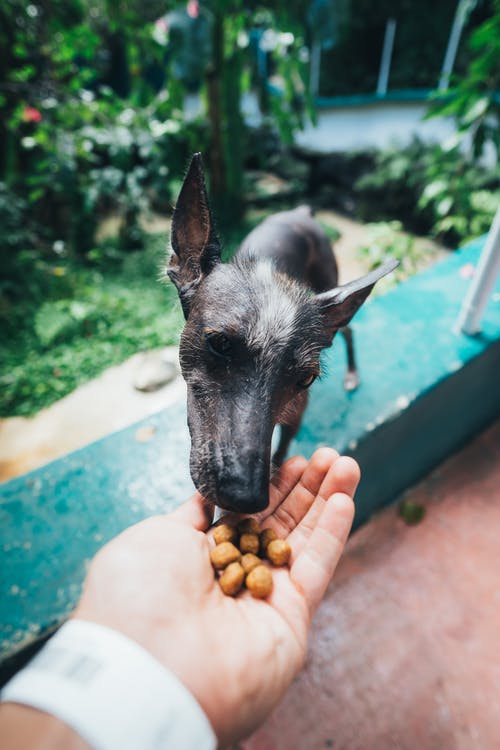 外面的人喂狗的照片 · 免费素材图片