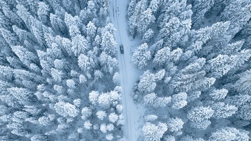 空中摄影的松树覆盖着雪 · 免费素材图片