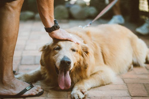 人接触金毛寻回犬 · 免费素材图片