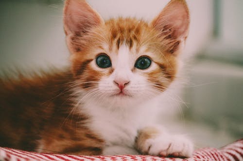 特写摄影的棕色和白色的小猫 · 免费素材图片